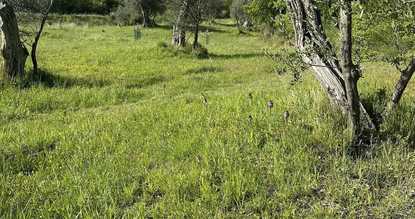 Wild orchids flowering in long grass between old olive trees