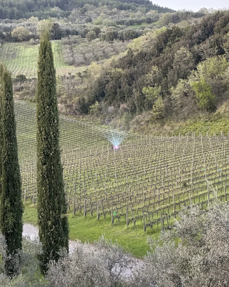 A beam of light over rows of young vines, with tall cypresses in front