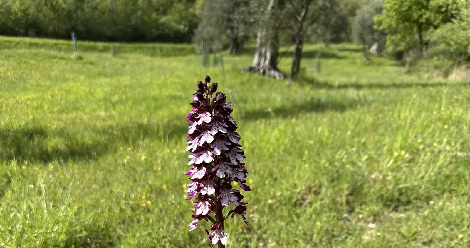 A single wild orchid rising from a spring meadow, with old olive trees behind