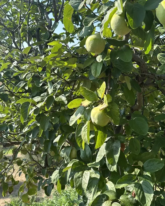 A quince tree heavy with green fruit