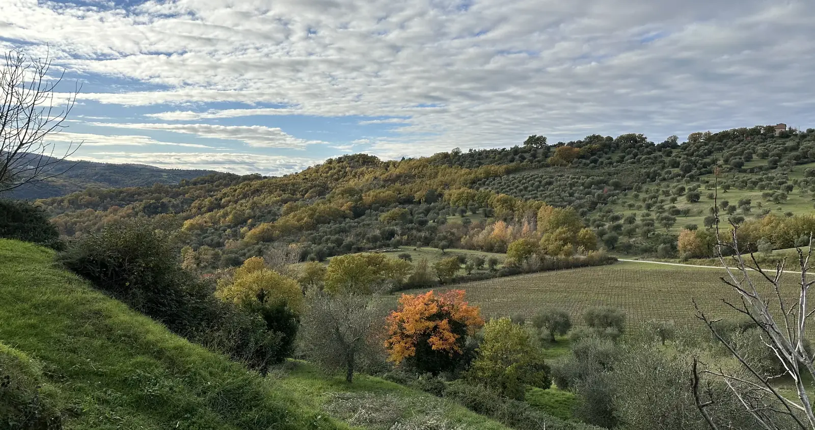 A hillside in Tuscany in November: olive groves, a vineyard and woodland turning gold and red